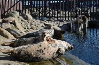 Wycieczka autokarowa na Półwysep Helski